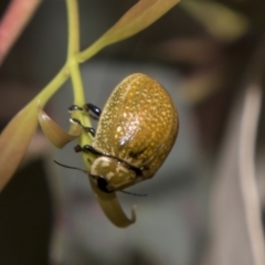 Paropsisterna cloelia at Higgins, ACT - 15 Dec 2022