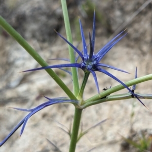 Eryngium ovinum at Paddys River, ACT - 20 Dec 2022 07:08 PM