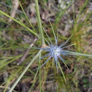 Eryngium ovinum at Paddys River, ACT - 20 Dec 2022 07:12 PM