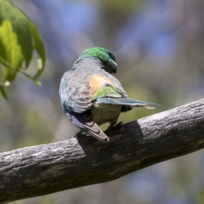 Psephotus haematonotus (Red-rumped Parrot) at Higgins, ACT - 14 Dec 2022 by AlisonMilton