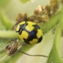 Illeis galbula (Fungus-eating Ladybird) at Higgins, ACT - 15 Dec 2022 by AlisonMilton