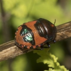 Choerocoris paganus (Ground shield bug) at Higgins, ACT - 15 Dec 2022 by AlisonMilton