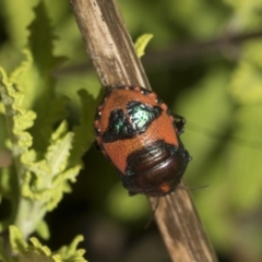 Choerocoris paganus at Higgins, ACT - 15 Dec 2022