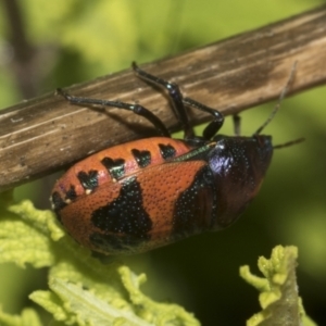 Choerocoris paganus at Higgins, ACT - 15 Dec 2022