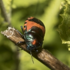 Choerocoris paganus at Higgins, ACT - 15 Dec 2022