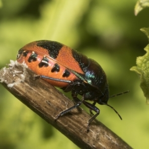 Choerocoris paganus at Higgins, ACT - 15 Dec 2022