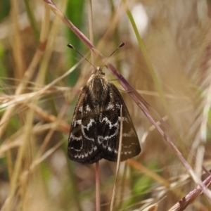 Synemon plana at Curtin, ACT - 20 Dec 2022 11:09 AM