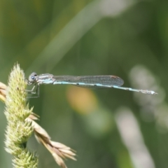 Austrolestes leda (Wandering Ringtail) at Curtin, ACT - 20 Dec 2022 by RAllen