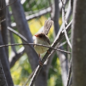 Malurus cyaneus at Curtin, ACT - 20 Dec 2022 11:36 AM