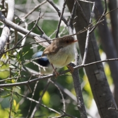 Malurus cyaneus at Curtin, ACT - 20 Dec 2022 11:36 AM