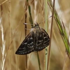 Synemon plana (Golden Sun Moth) at Curtin, ACT - 20 Dec 2022 by RAllen