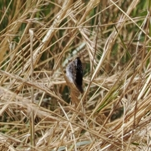 Synemon (genus) at Curtin, ACT - 20 Dec 2022 12:54 PM