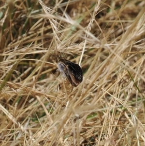 Synemon (genus) at Curtin, ACT - 20 Dec 2022 12:54 PM