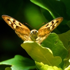 Heteronympha merope at Crooked Corner, NSW - 20 Dec 2022