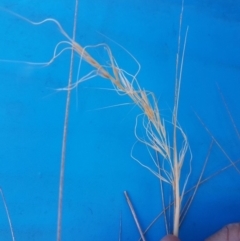 Austrostipa setacea (Corkscrew grass) at Throsby, ACT - 18 Dec 2022 by michaelb