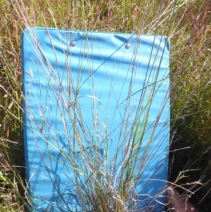 Austrostipa setacea at Throsby, ACT - 19 Dec 2022