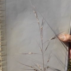Austrostipa setacea (Corkscrew Grass) at Goorooyarroo NR (ACT) - 20 Dec 2022 by michaelb