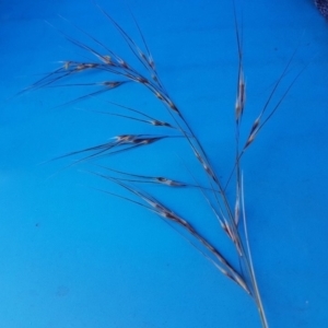 Austrostipa setacea at Throsby, ACT - 21 Dec 2022