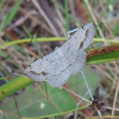 Taxeotis intextata (Looper Moth, Grey Taxeotis) at Jerrabomberra, ACT - 20 Dec 2022 by MatthewFrawley