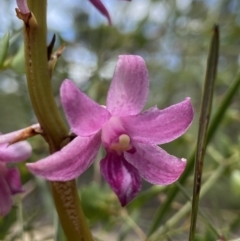 Dipodium roseum (Rosy Hyacinth Orchid) at Bungonia National Park - 15 Dec 2022 by AJB