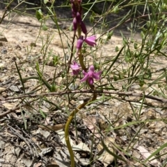 Dipodium roseum at Bungonia, NSW - suppressed