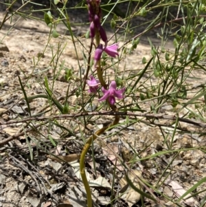 Dipodium roseum at Bungonia, NSW - 15 Dec 2022