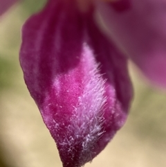 Dipodium roseum at Bungonia, NSW - suppressed