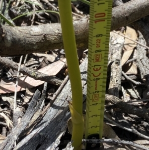 Dipodium roseum at Bungonia, NSW - suppressed