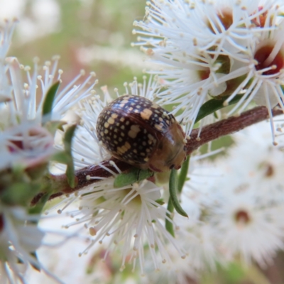 Paropsis pictipennis (Tea-tree button beetle) at Wanniassa Hill - 20 Dec 2022 by MatthewFrawley