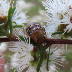 Paropsis pictipennis at Jerrabomberra, ACT - 20 Dec 2022