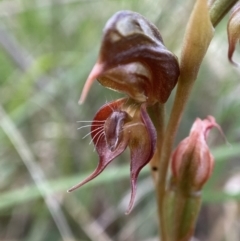 Oligochaetochilus calceolus (Bungonia Rustyhood) at Bungonia National Park - 15 Dec 2022 by AJB