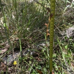 Oligochaetochilus calceolus at Bungonia, NSW - 15 Dec 2022