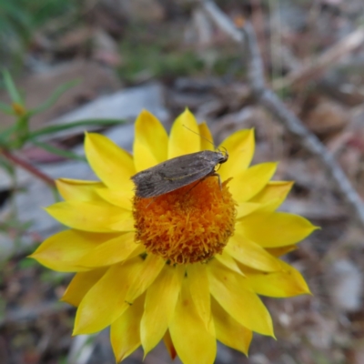 Oecophoridae provisional species 1 at Wanniassa Hill - 20 Dec 2022 by MatthewFrawley