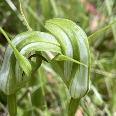 Pterostylis monticola (Large Mountain Greenhood) at Paddys River, ACT - 16 Dec 2022 by AJB