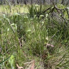 Pterostylis monticola at Paddys River, ACT - suppressed