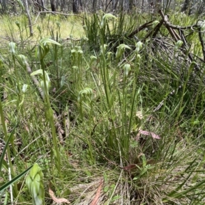 Pterostylis monticola at Paddys River, ACT - 16 Dec 2022