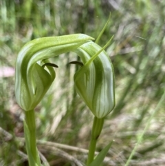 Pterostylis monticola at Paddys River, ACT - 16 Dec 2022