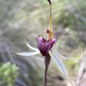 Caladenia montana at Tharwa, ACT - 16 Dec 2022