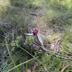 Caladenia montana at Tharwa, ACT - suppressed