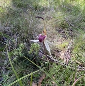 Caladenia montana at Tharwa, ACT - 16 Dec 2022