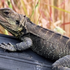 Intellagama lesueurii howittii (Gippsland Water Dragon) at Panboola - 19 Dec 2022 by KylieWaldon