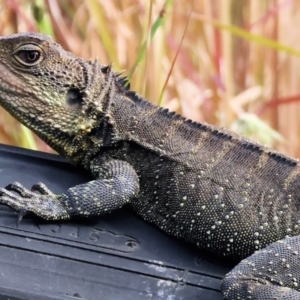 Intellagama lesueurii howittii at Pambula, NSW - 20 Dec 2022