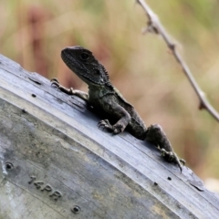 Intellagama lesueurii howittii at Pambula, NSW - 20 Dec 2022