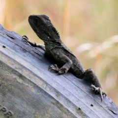 Intellagama lesueurii howittii at Pambula, NSW - 20 Dec 2022