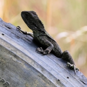 Intellagama lesueurii howittii at Pambula, NSW - 20 Dec 2022 08:30 AM