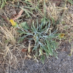 Gazania x splendens (Gazania) at Higgins Woodland - 20 Dec 2022 by MattM