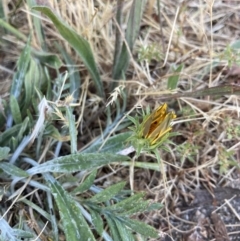 Gazania x splendens at Higgins, ACT - 20 Dec 2022