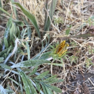 Gazania x splendens at Higgins, ACT - 20 Dec 2022