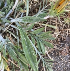 Gazania x splendens at Higgins, ACT - 20 Dec 2022