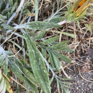 Gazania x splendens at Higgins, ACT - 20 Dec 2022